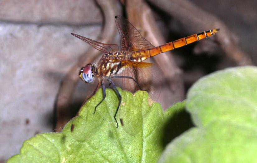 Sympetrum fonscolombii e Trithemis annulata